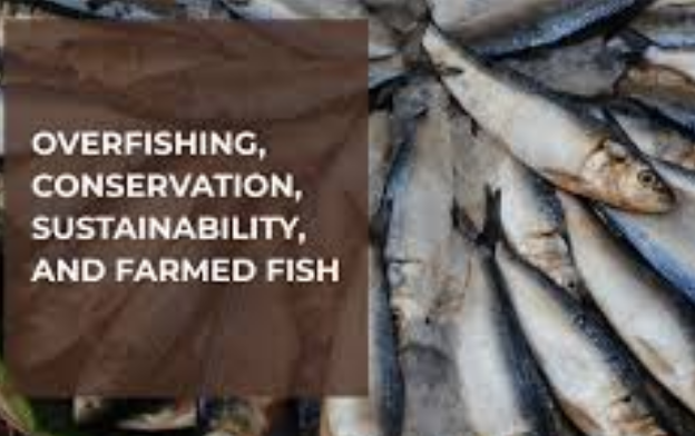 Sustainable fishing practices and conservation efforts